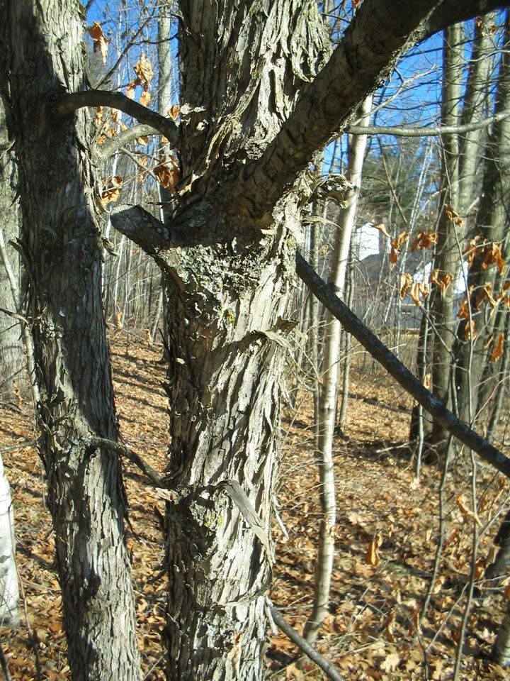 Eastern Hophornbeam (Ironwood)